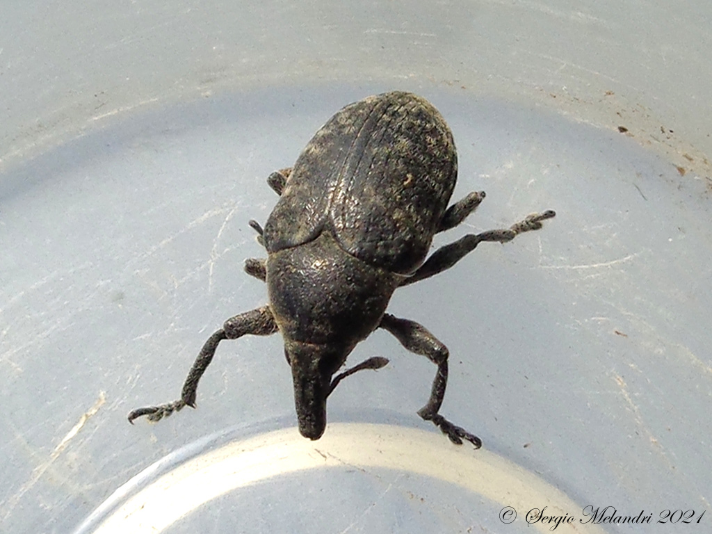 Larinus sp ?  S, Larinus turbinatus